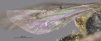 Media type: image;   Entomology 27455 Aspect: Wing hind